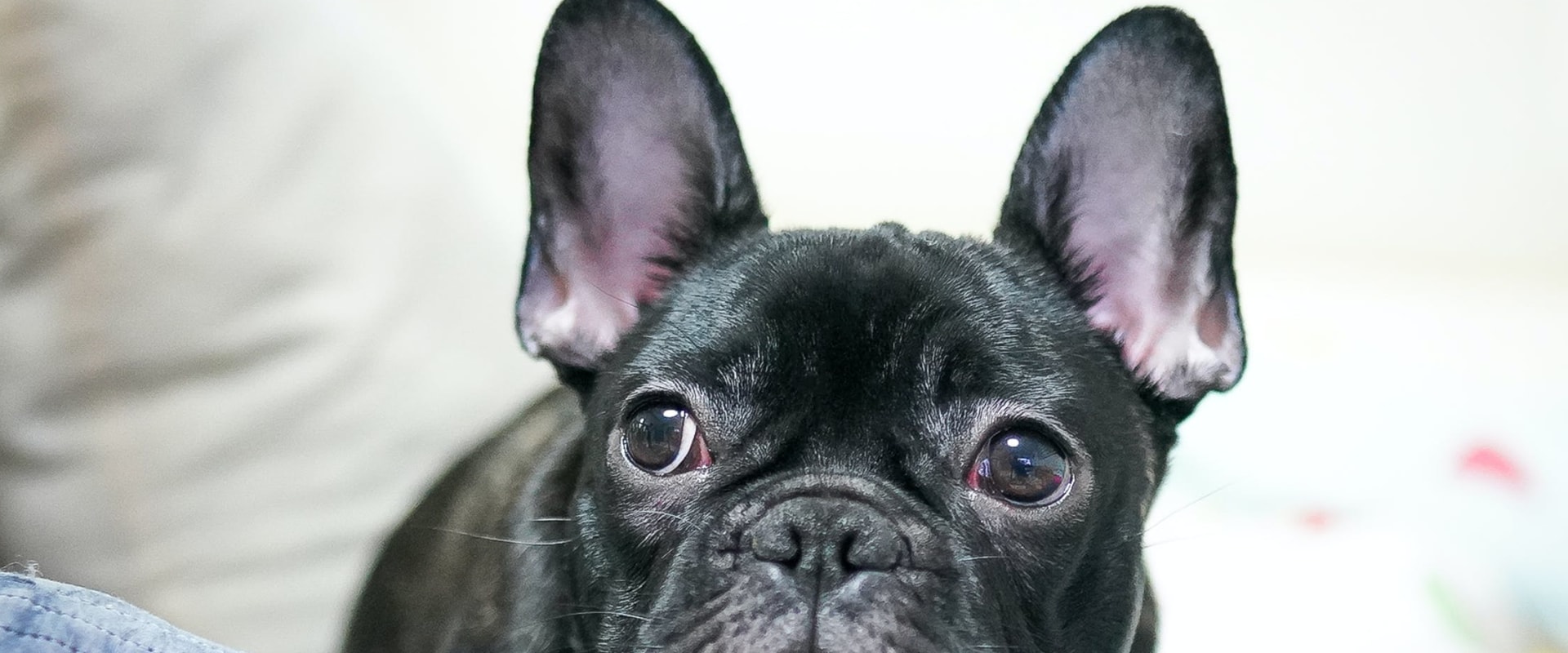 Zijn bulldogs ongezond?