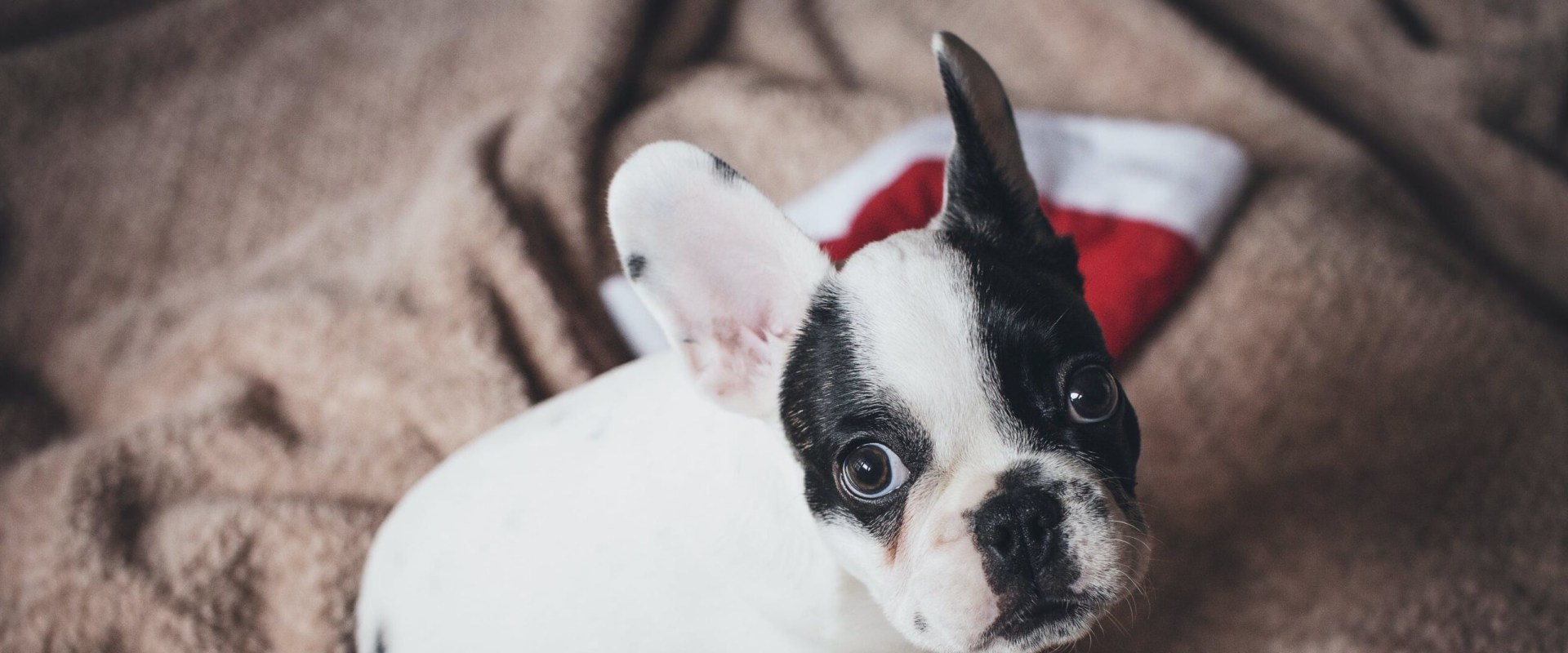 Waarom zijn bulldogs zo gemeen?