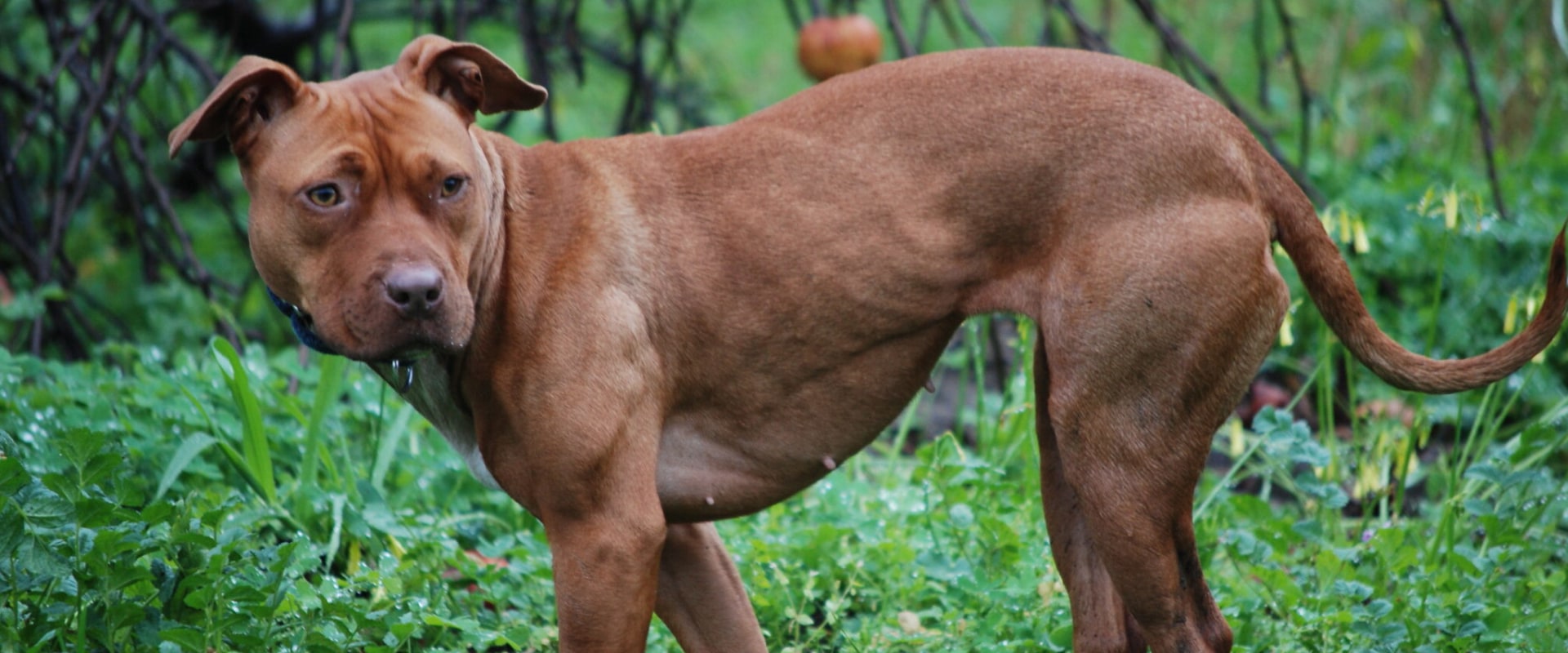 Is het fokken van bulldogs onethisch?