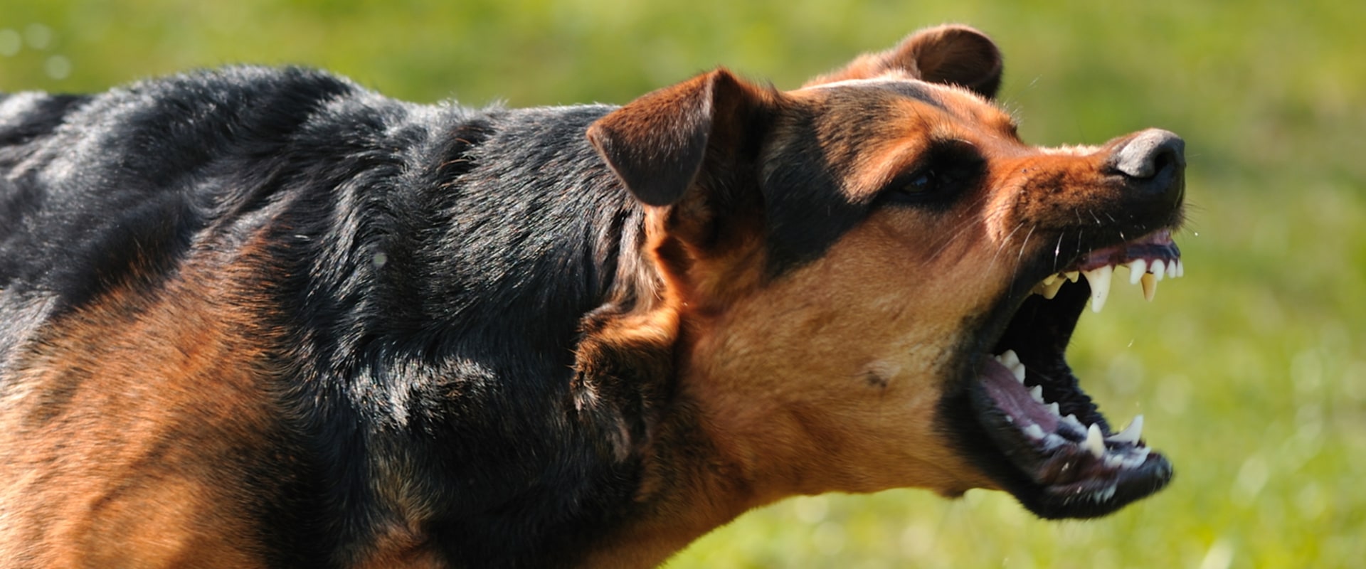 Kan een agressieve hond genezen worden?