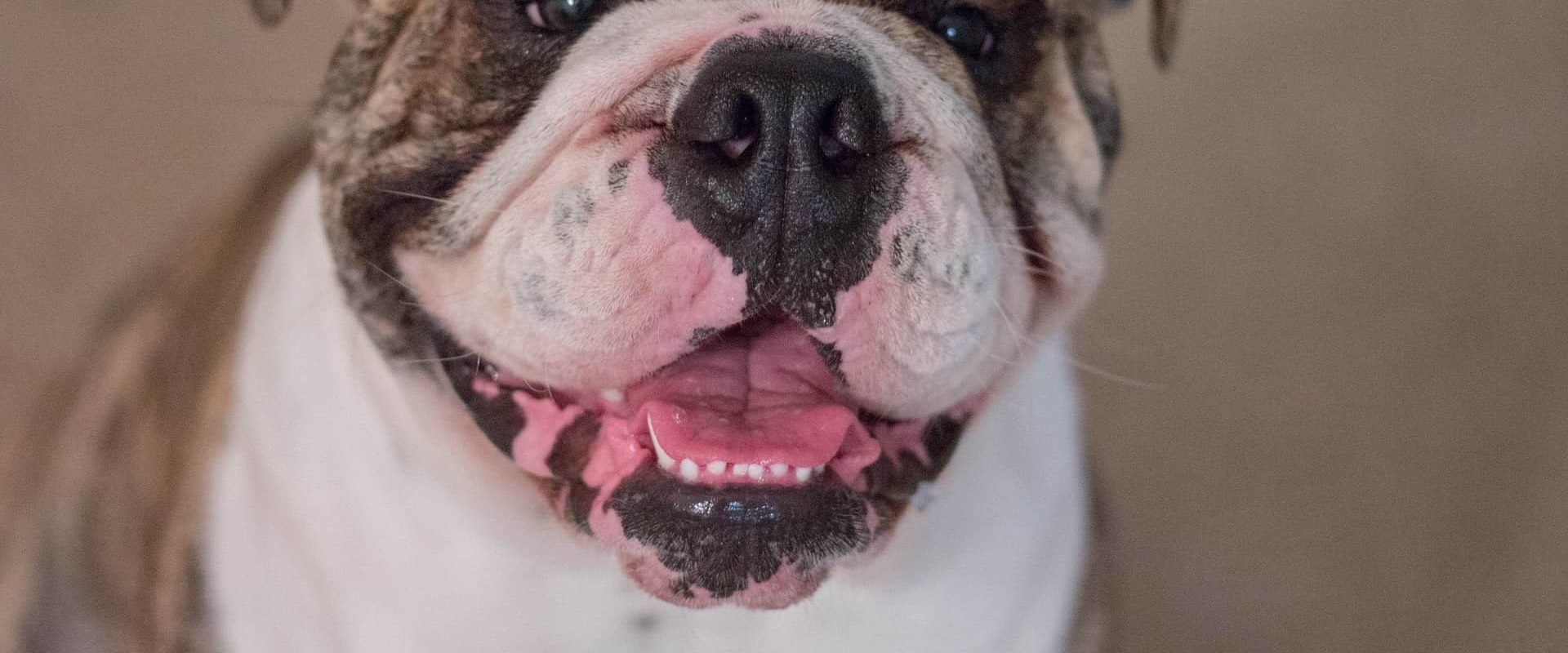 Wat heeft onethisch fokken met buldoggen gedaan?
