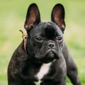 Kunnen bulldogs normaal fokken?