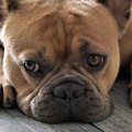 Wat zijn de nadelen van het hebben van een bulldog?