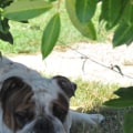 Worden engelse buldoggen gemeen?