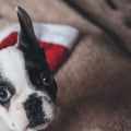 Waarom zijn bulldogs zo gemeen?