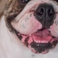 Waarom zijn bulldogs zo agressief?