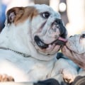 Worden bulldogs agressief?