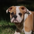 Zijn bulldogs onmenselijk?