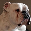 Engelse Bulldog