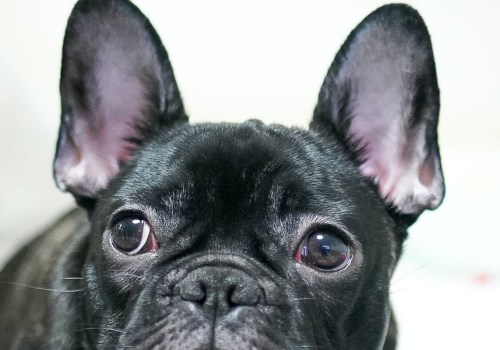 Zijn bulldogs ongezond?