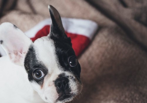 Waarom zijn bulldogs zo gemeen?