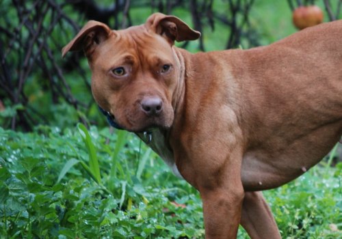Is het fokken van bulldogs onethisch?