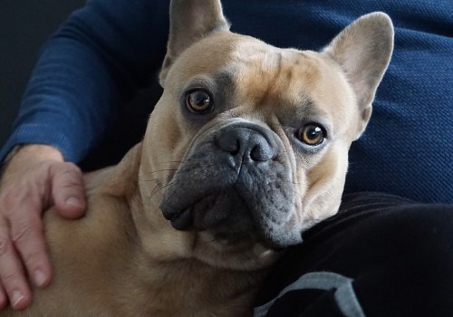 Zijn bulldogs moeilijk te verzorgen?