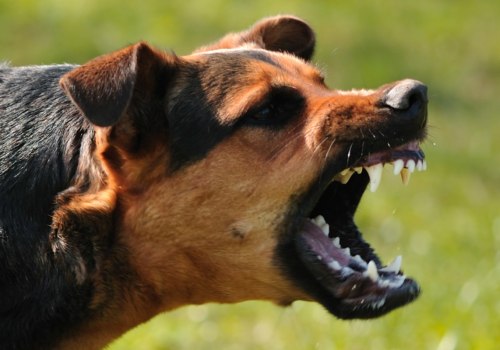 Kan een agressieve hond genezen worden?