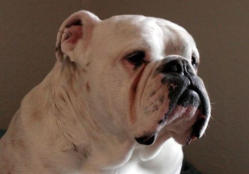 Engelse Bulldog