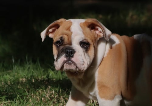 Is een bulldog een goed huisdier?