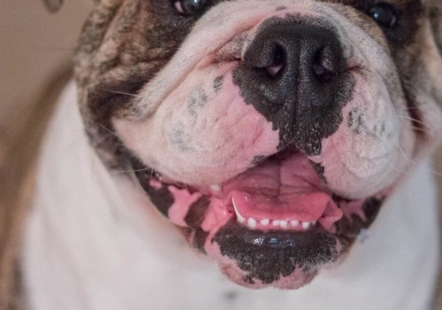 Wat heeft onethisch fokken met buldoggen gedaan?